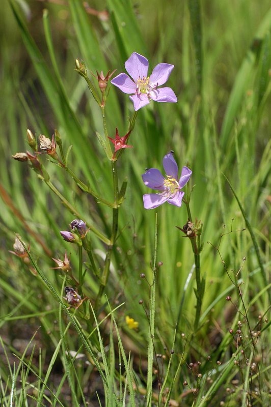 Acisanthera sp., a small Melastomataceae herb