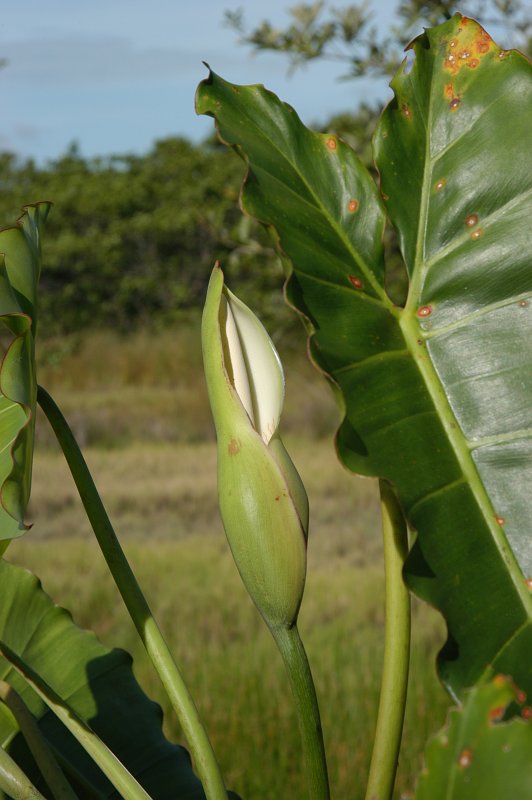 Inflorescence of Philodendron sp. (Araceae)