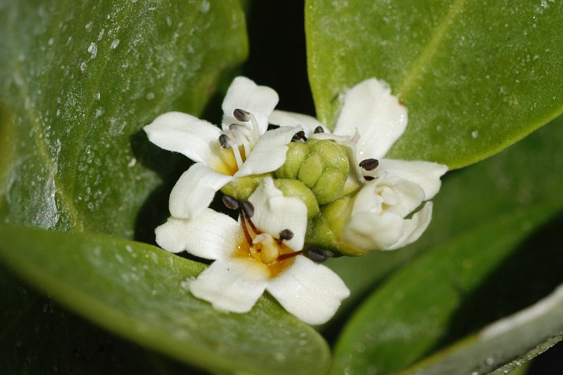 Flowers of Avicennia germinans (Avicenniaceae)