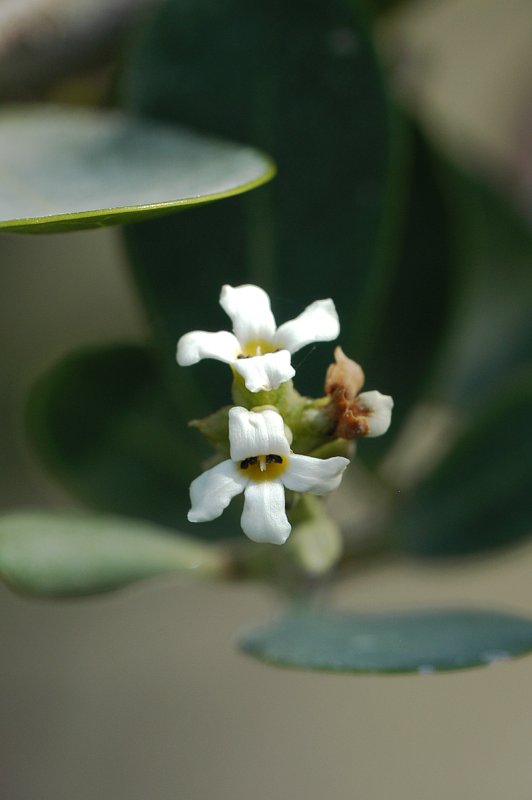 Flowers of Avicennia schaueriana (Avicenniaceae)