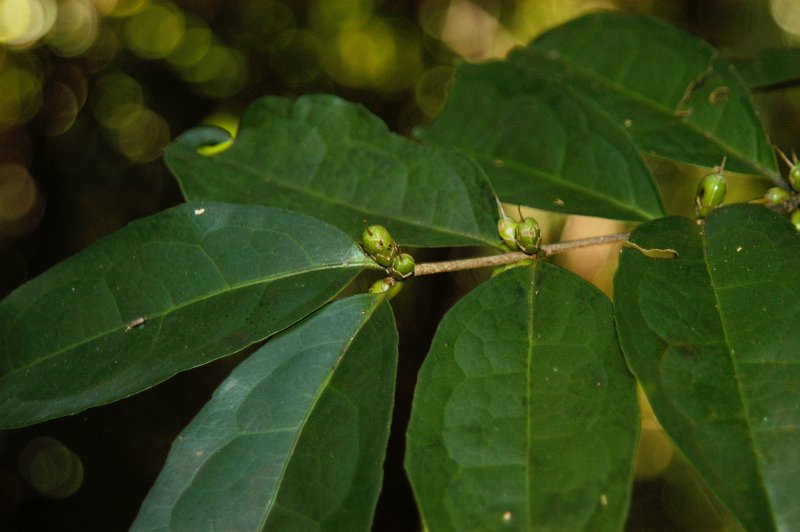 Cassipourea guianensis, a non-mangrove Rhizophoraceae