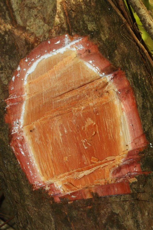 Manilkara stem cutting, demonstrating the white latex typical for many Sapotaceae