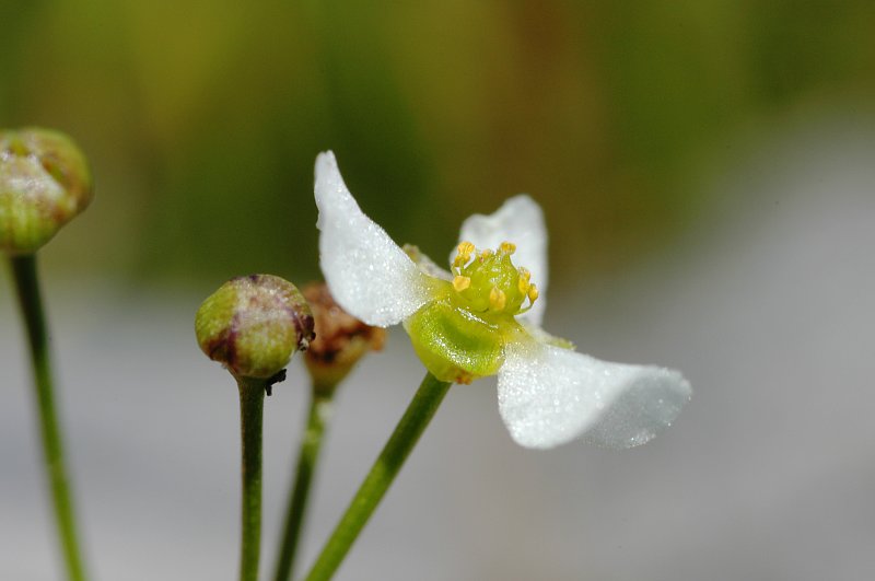 Echinodorus tenellus sp. (Alismataceae), a tiny plant of seasonally dry ponds