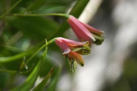 Bomarea edulis (Alstroemeriaceae), a tender vine
