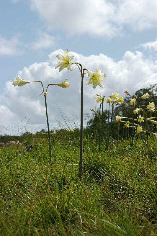 The large flowers of Hippeastrum sp. (Amaryllidaceae) appear at the onset of the rainy season