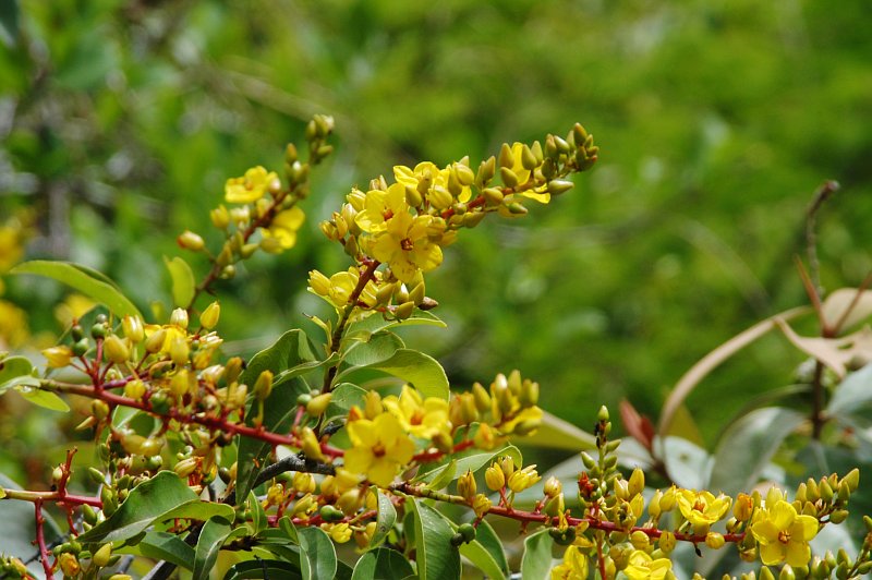 Yellow-flowering Ouratea sp. (Ochnaceae)