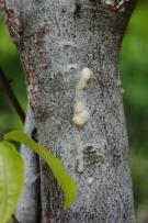 Resin on the bark of Protium heptaphyllum (Burseraceae)