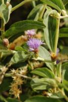 Flowering Vernonia sp. (Asteraceae)