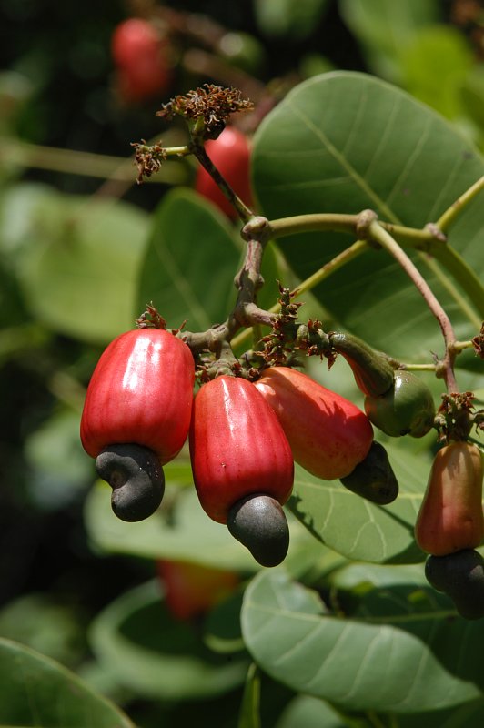 Fruits of Anacardium occidentale (Cashew; Anacardiaceae)