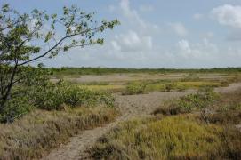 Bare mudflats indicate high soil salinities; besides herbaceous halophytes, dwarf mangrove trees survive here