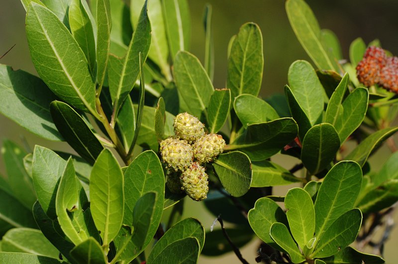 Conocarpus erectus (Combretaceae) is a shrub or small tree of the mangrove-saltmarsh ecotone