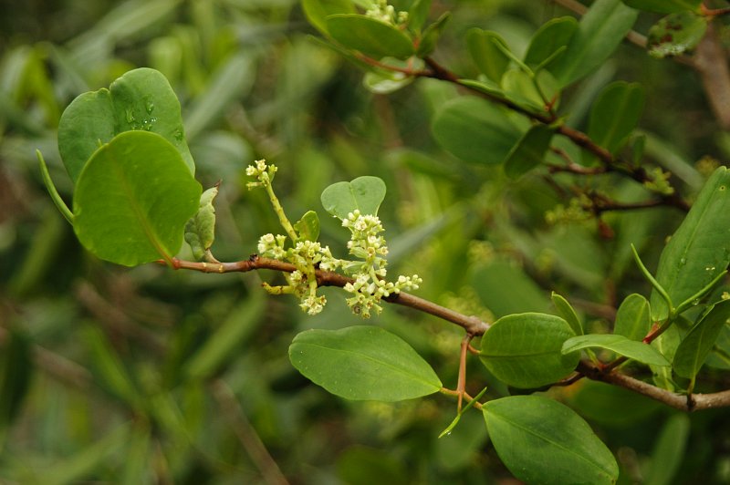 Laguncularia racemosa (Combretaceae) flowers