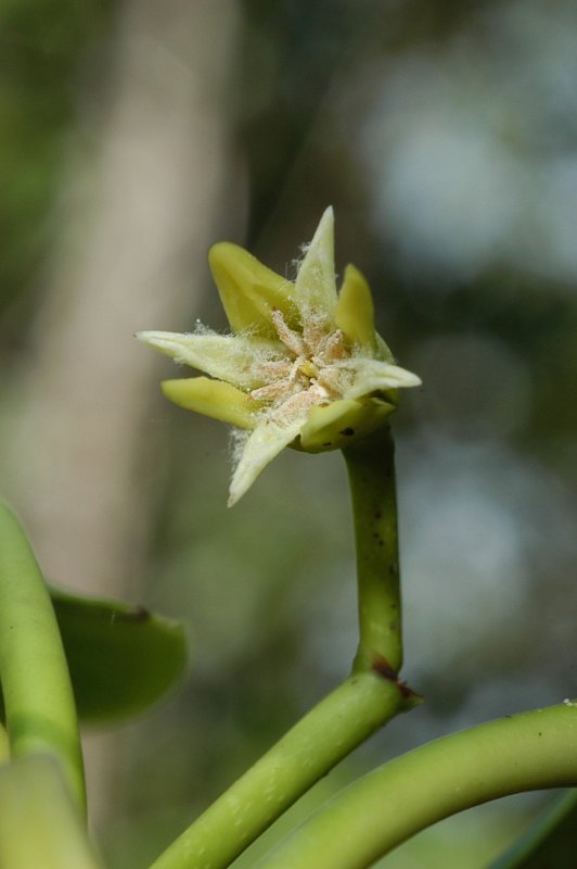 Flower of Rhizophora mangle (Rhizophoraceae)