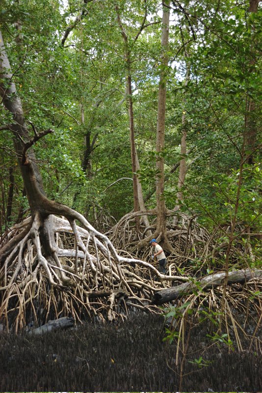 Rhizophora mangle (Rhizophoraceae) is the dominant mangrove tree on Ajuruteua Peninsula