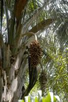 Attalea maripa palm tree, wide-spread in the Amazon region