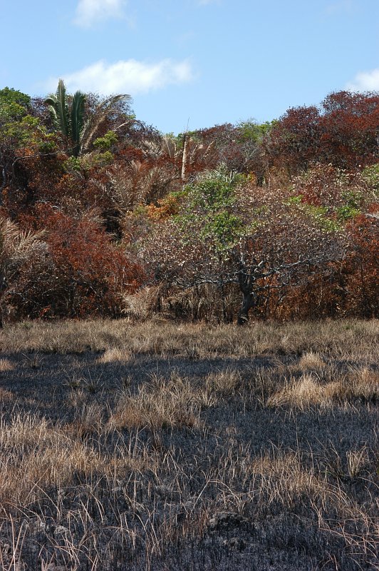Fires set in dry season cause considerable damage to the comparatively small forest islands