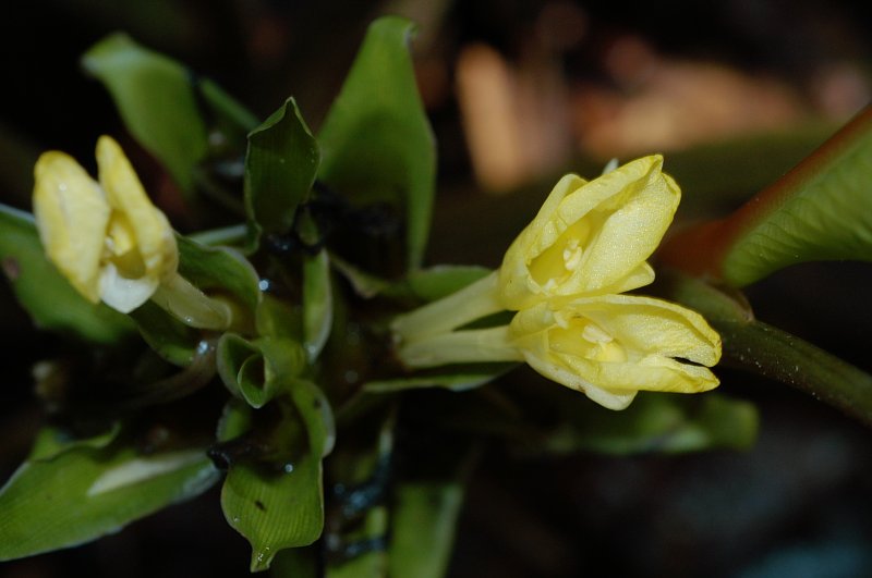 Flowers of Calathea sp. (Marantaceae), an understorey herb