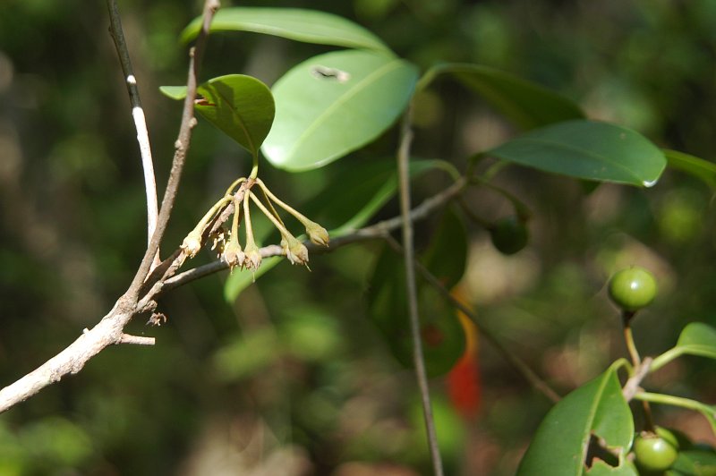 Manilkara sp. (Sapotaceae) is valued as a timber species